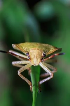 Stink Bug Climbing Insect Macro Nature Stock Photos