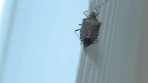 Stink Bug Climbing Window Blinds Indoors Stock Footage 106677336