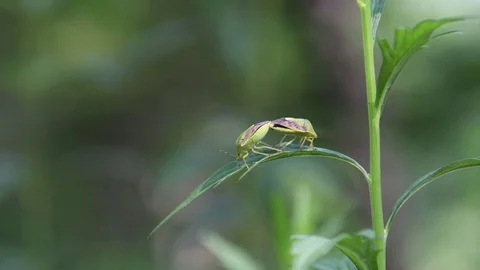 Stink bug couple mating Stock Footage 83186402