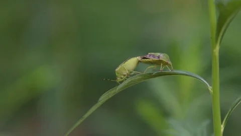 Stink bug couple mating Stock Footage 83186416
