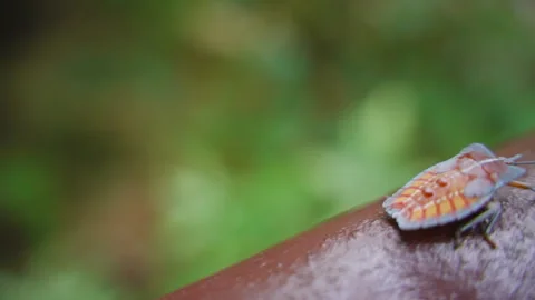 Stink Bug Crawling on Brown Railing Showing Bright Orange and Yellow Pattern, Vídeos de archivo 313611410
