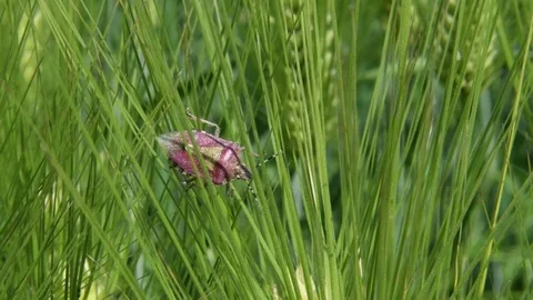 Stink bug crawling Stock Footage 82405037