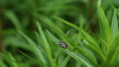 Stink bug crawling Stock Footage 83164406