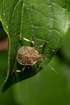 Stink bug crawling on green leaf in nature close-up 库存照片