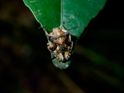 Stink bug crawling on green leaf macro close up in natural habitat Stock-Fotos