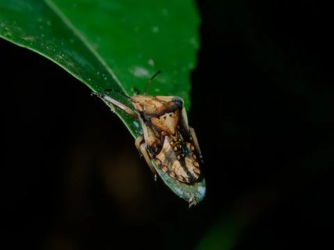 Stink bug crawling on green leaf macro close up in natural habitat Stock Photos