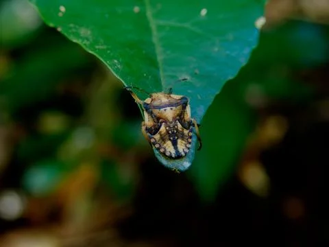 Stink bug crawling on green leaf macro close up in natural habitat Foto stock
