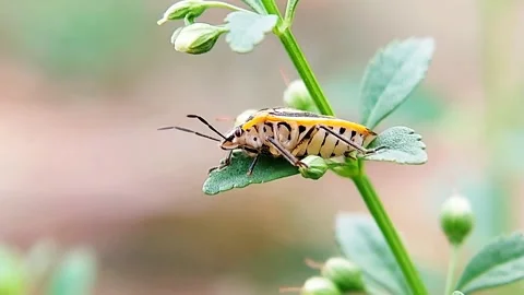 Stink Bug Crawling on Plant Bud Side View Macro Nature Wildlife FHD Footage Video stock 321067517