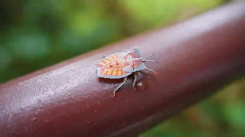 Stink Bug Crawling on Smooth Railing Surface with Water Drop Near Legs, macro Stock Footage 313611548