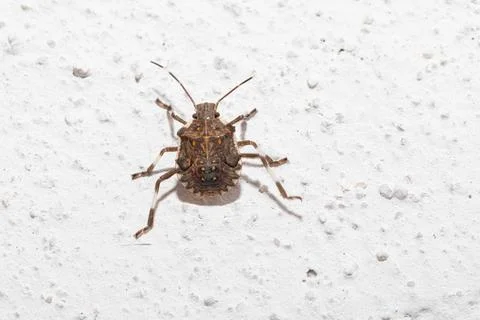 Stink bug crawling on white wall 스톡 사진