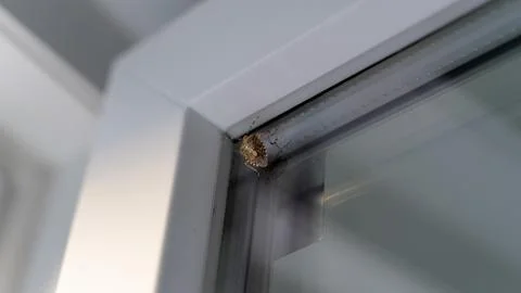 Stink Bug Crawling on a Window Frame Indoors 스톡 사진