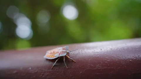 Stink Bug Crawling on Wooden Railing with Focus on Antennae and Legs, macro Stock Footage 313630812