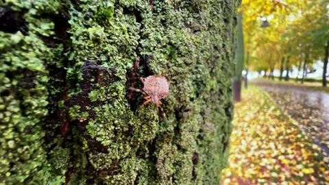 The stink bug creeps downward along the bark in autumn park Vídeo Stock 319545332