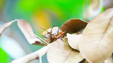 Stink bug on dry leaves and blur garden background Stock Footage 135452287