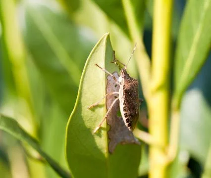 Stink bug eating leaf Foto stock