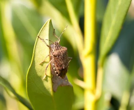 Stink bug eating leaf Foto stock