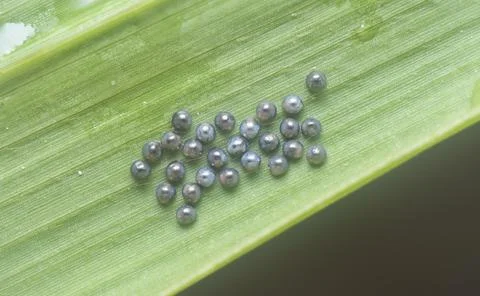 Stink bug eggs. Foto stock