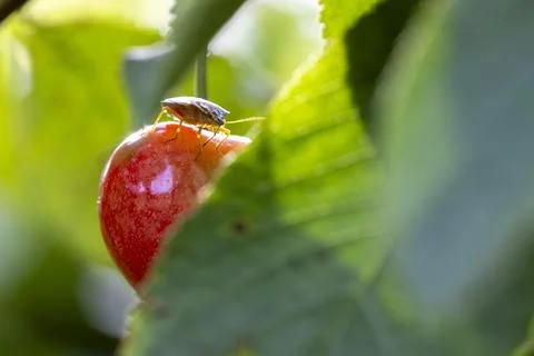 Stink bug feeding on ripe red cherry Foto stock