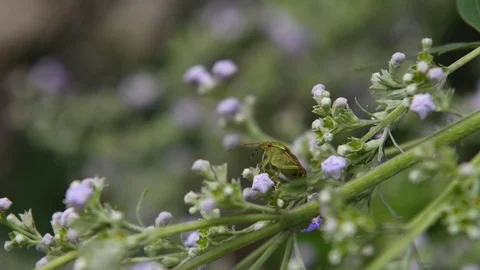Stink bug &amp; Five-leaf chastetree Stock Footage 83467780