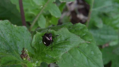 Stink bug flapping wings Stock Footage 82446825