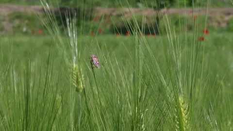 Stink bug flying Stock Footage 82405086