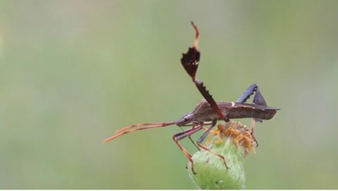 Stink bug Stock Footage 8620987