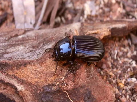 Stink bug Stock Footage 99805341