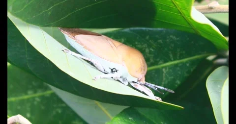 Stink bug Stock Footage 314935096