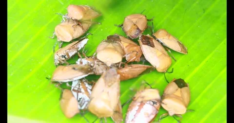Stink bug Stock Footage 314936032