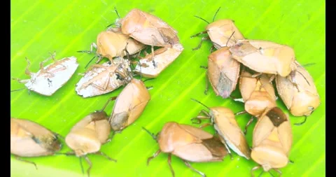 Stink bug Stock Footage 314936060