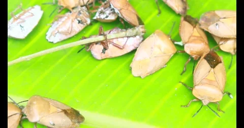 Stink bug Stock Footage 314936182