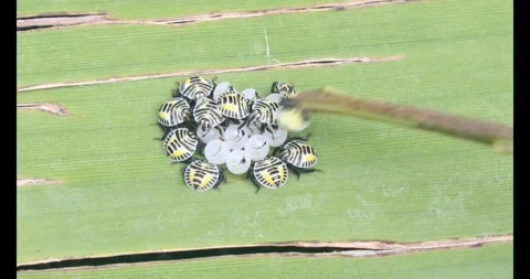 Stink bug Stock Footage 314936216