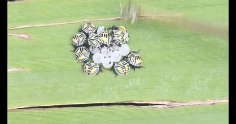 Stink bug Stock Footage 314936220