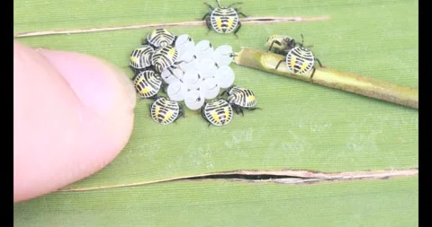 Stink bug Stock Footage 314936252