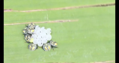 Stink bug Stock Footage 314936262