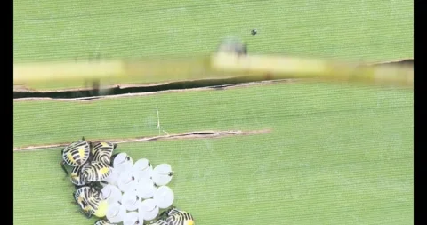 Stink bug Stock Footage 314936272