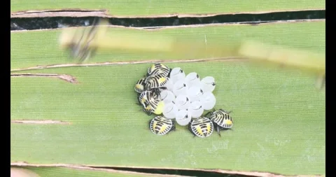 Stink bug Stock Footage 314936279