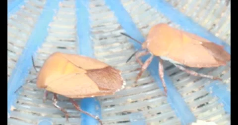 Stink bug Stock Footage 314936285