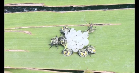 Stink bug Stock Footage 314936298
