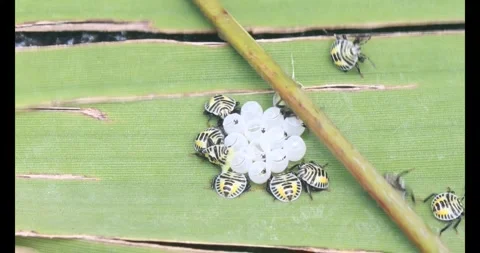 Stink bug Stock Footage 314936310