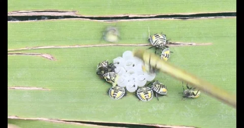 Stink bug Stock Footage 314936311