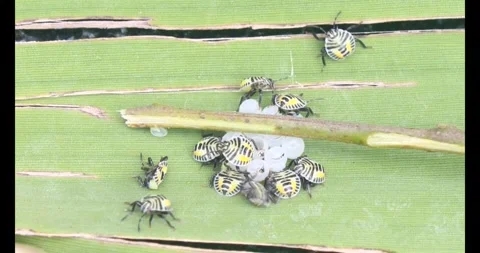 Stink bug Stock Footage 314936339