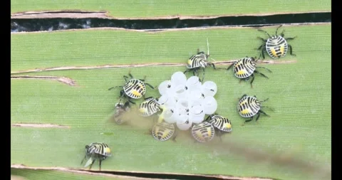 Stink bug Stock Footage 314936346