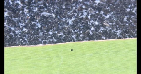 Stink bug Stock Footage 314936352