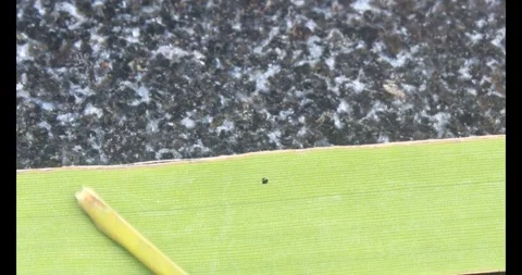 Stink bug Stock Footage 314936360