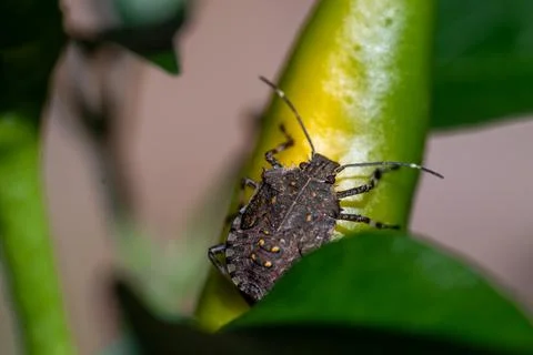 Stink Bug on Green Stem Stock Photos