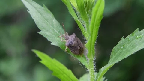Stink bug grooming Stock Footage 82446823