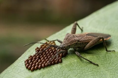 Stink bug guarding eggs on a green leaf in nature Stock-Fotos