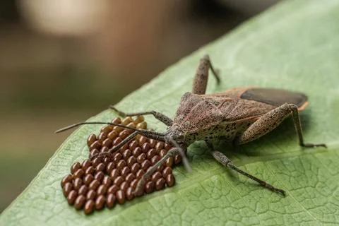 Stink bug guarding its cluster of eggs on a green leaf, close-up macro shots. Stock Photos