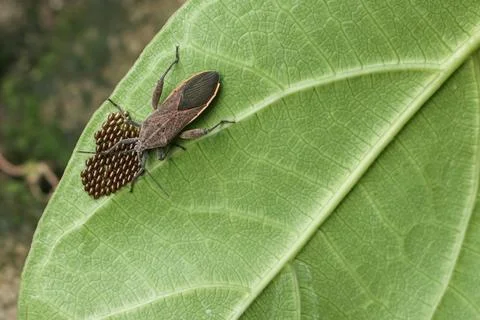 Stink bug guarding its eggs on a green leaf, Close-up Macro Shots. Stock Photos